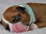 À vendre : chiots American Staffordshire Terriers fauve et blanc (LOF)