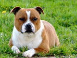 À vendre : chiots American Staffordshire Terriers fauve et blanc (LOF)