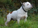 À vendre : chiots American Staffordshire Terriers fauve et blanc (LOF)