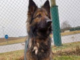 Vente d’une chienne Berger Allemand fauve bringé âgée de 5 ans (LOF)