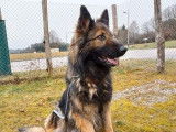 Vente d’une chienne Berger Allemand fauve bringé âgée de 5 ans (LOF)