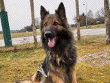 Vente d’une chienne Berger Allemand fauve bringé âgée de 5 ans (LOF)