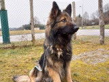 Vente d’une chienne Berger Allemand fauve bringé âgée de 5 ans (LOF)
