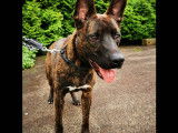 Charmant chien mâle adulte croisé Berger Belge Malinois non LOSH cherche un maître sportif