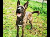 Charmant chien mâle adulte croisé Berger Belge Malinois non LOSH cherche un maître sportif