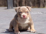 Chiots American Bully à vendre