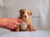 Chiots American Bully à vendre