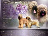 Chiots Briards