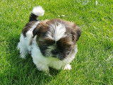 Superbes chiots Shih-Tzu à vendre