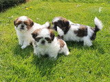 Superbes chiots Shih-Tzu à vendre