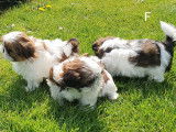 Superbes chiots Shih-Tzu à vendre