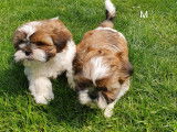Superbes chiots Shih-Tzu à vendre