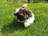 Superbes chiots Shih-Tzu à vendre