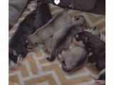 Chiots Husky Sibérien