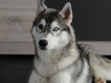 Chiots Husky Sibérien