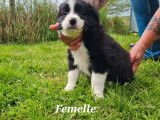 Réservation pour 6 chiots Borders Collies non LOF noir et blanc