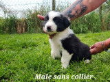 Réservation pour 6 chiots Borders Collies non LOF noir et blanc