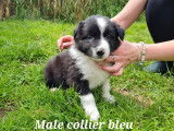 Réservation pour 6 chiots Borders Collies non LOF noir et blanc