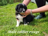 Réservation pour 6 chiots Borders Collies non LOF noir et blanc
