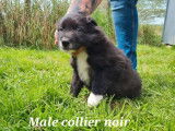 Réservation pour 6 chiots Borders Collies non LOF noir et blanc