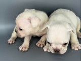 3 chiots Bouledogues Français non LOF à réserver, 2 femelles, 1 mâle
