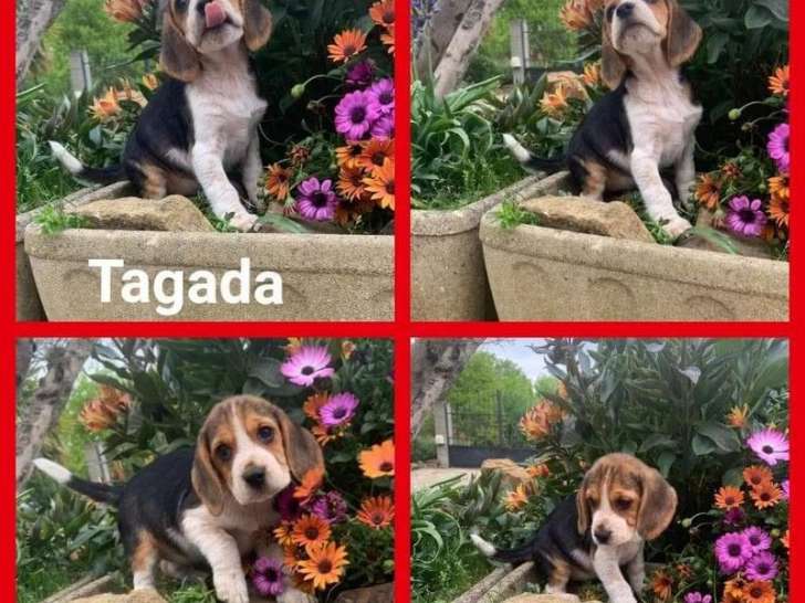 6 chiots Beagles 5 femelles et 1 mâle, tricolores non LOF à vendre
