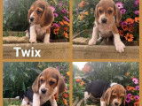 6 chiots Beagles 5 femelles et 1 m&acirc;le, tricolores non LOF &agrave; vendre