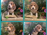6 chiots Beagles 5 femelles et 1 m&acirc;le, tricolores non LOF &agrave; vendre