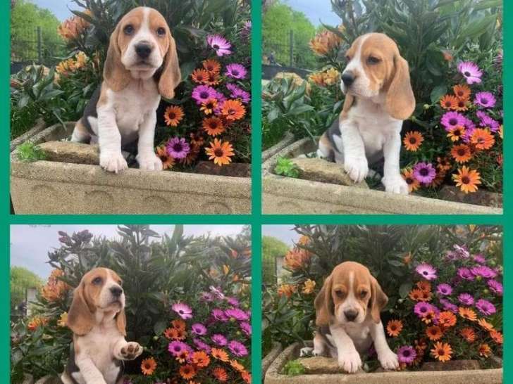 2 chiots Beagles à vendre, mâles bicolores non LOF