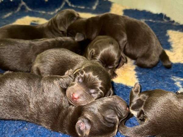 À réserver : 9 chiots Labradors LOF au pelage chocolat
