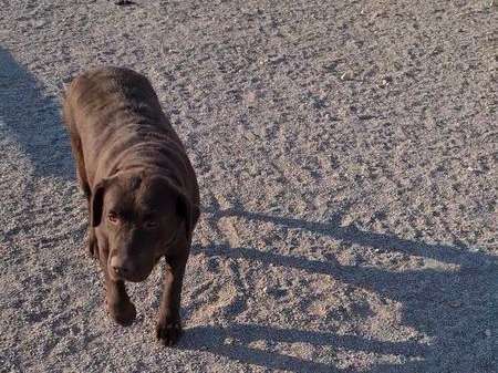 À vendre : une chienne Labrador LOF chocolat de 6 ans