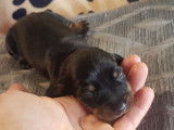 3 chiots mâles Teckels LOF à réserver, noir et feu ou sanglier