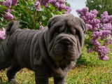 2 chiots Shar-Pe&iuml;s bleus LOF &agrave; vendre, m&acirc;le et femelle