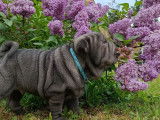 2 chiots Shar-Pe&iuml;s bleus LOF &agrave; vendre, m&acirc;le et femelle