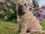 2 chiots Shar-Pe&iuml;s bleus LOF &agrave; vendre, m&acirc;le et femelle