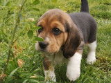 7 chiots, 4 m&acirc;les et 3 femelles, Beagles LOF tricolores &agrave; r&eacute;server