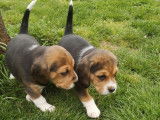 7 chiots, 4 m&acirc;les et 3 femelles, Beagles LOF tricolores &agrave; r&eacute;server