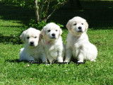 Réservation de 8 chiots, 6 femelles, 2 mâles, Golden Retrievers (LOF)