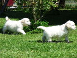 Réservation de 8 chiots, 6 femelles, 2 mâles, Golden Retrievers (LOF)