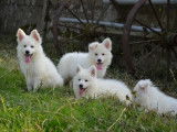 À vendre, chiots Bergers Blancs Suisses (LOF)
