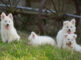 À vendre, chiots Bergers Blancs Suisses (LOF)