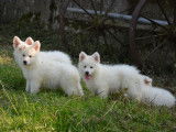 À vendre, chiots Bergers Blancs Suisses (LOF)