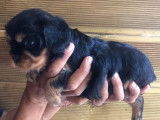 Réservation pour 1 chiot mâle Cavalier King Charles Spaniel LOF noir et feu