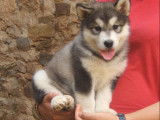 8 chiots Malamutes d&rsquo;Alaska &agrave; r&eacute;server, m&acirc;les et femelles LOF bicolores