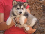 8 chiots Malamutes d&rsquo;Alaska &agrave; r&eacute;server, m&acirc;les et femelles LOF bicolores