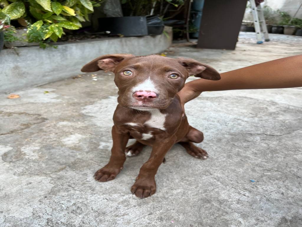 PUR Chiots Pitbull Red nose à vendre Petite Annonce chien