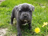 À réserver 3 chiots Staffies LOF bleus