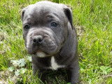 À réserver 3 chiots Staffies LOF bleus
