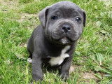 À réserver 3 chiots Staffies LOF bleus