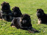 À vendre 5 chiots Bergers Allemands LOF à poil long